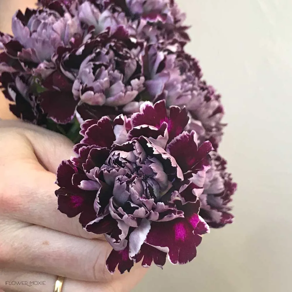 Burgundy Minerva Fancy Carnations