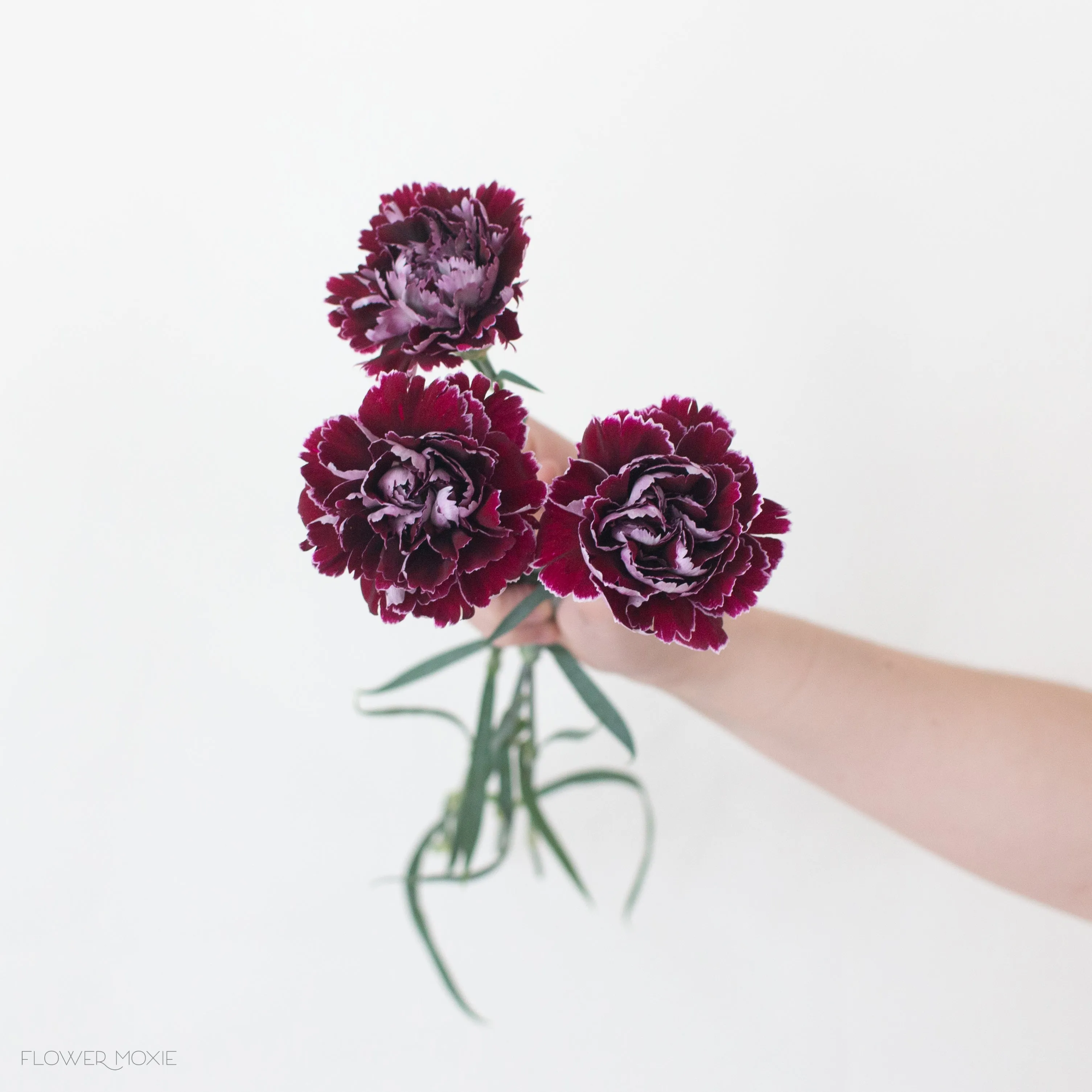Burgundy Minerva Fancy Carnations