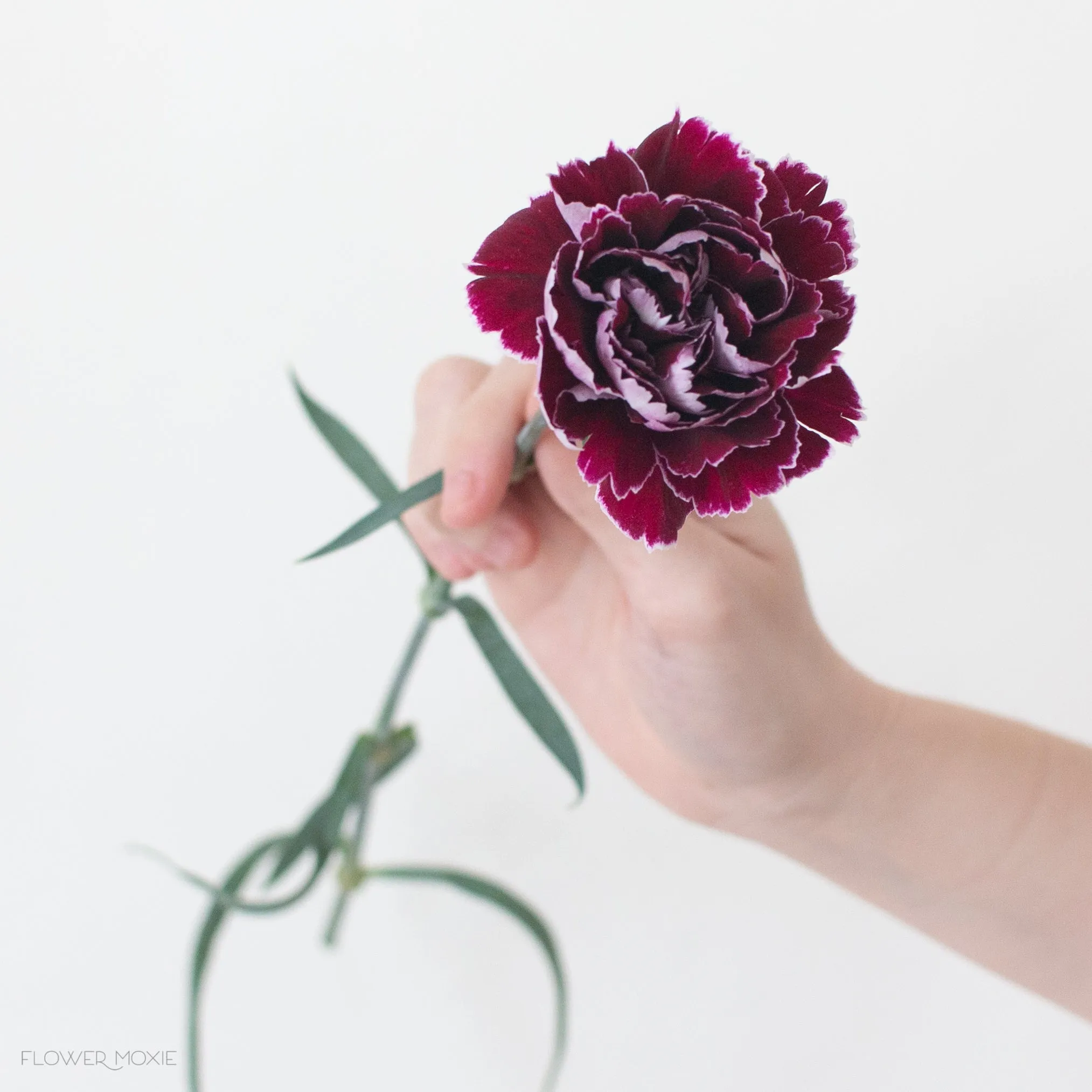 Burgundy Minerva Fancy Carnations