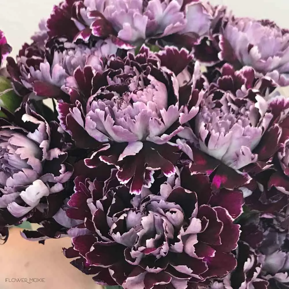 Burgundy Minerva Fancy Carnations