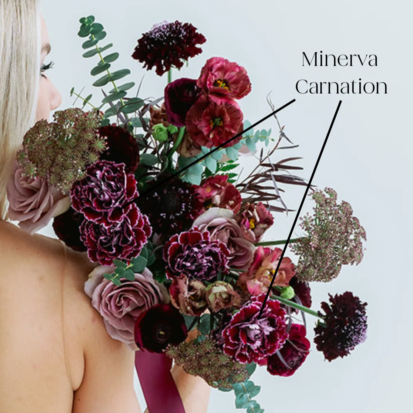 Burgundy Minerva Fancy Carnations