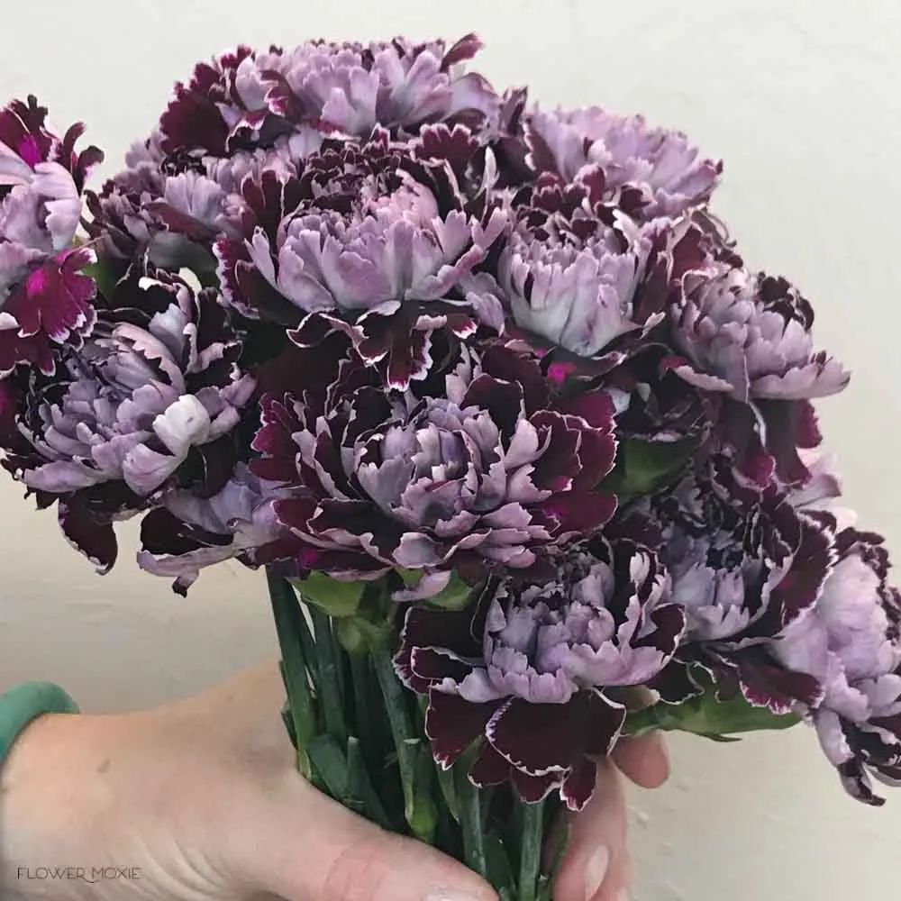 Burgundy Minerva Fancy Carnations