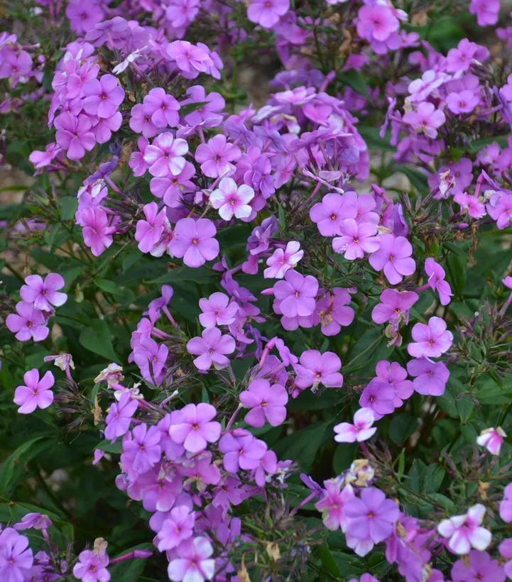 Cloudburst Tall Cushion Phlox