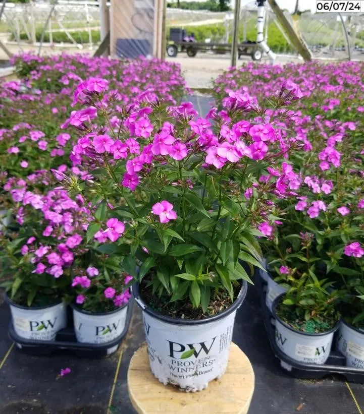 Cloudburst Tall Cushion Phlox